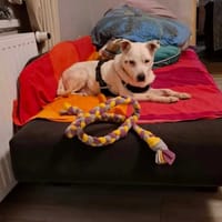 Meweusz, pies do adopcji