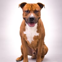 PHILEAS, chien à adopter