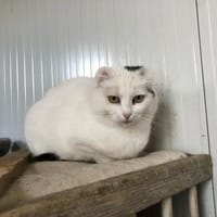 Fiona - zarte Kämpferin, Katze zur Adoption