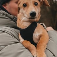 Matyo, vorsichtige Knutschkugel, ca. 7 M, Hund zur Adoption