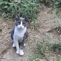 Merlin - süßes Katzenmodel, Kater zur Adoption