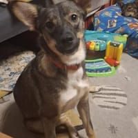 Notfellchen Tammi❤ sucht ihr Heim, Hündin zur Adoption