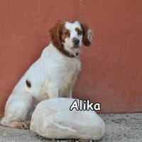 ALIKA, Hündin zur Adoption