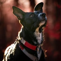 Mora, in Deutschland, Hündin zur Adoption