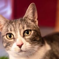 DILAN-wunderschöner, verspielter  Kater, Kater zur Adoption