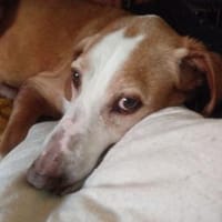 Zuhause gesucht für Kanelos, Hund zur Adoption