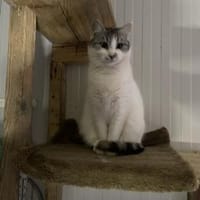 Shiva - wunderschöne Samtpfote, Katze zur Adoption