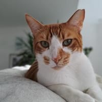 Verschmuster Carlo in Stockstadt (ALO), Kater zur Adoption