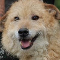 Lemon - zutraulich u. aufgeweckt, Hund zur Adoption