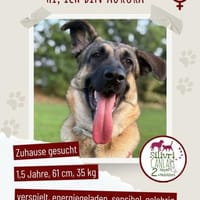 Aurora sucht ein neues Zuhause, Hündin zur Adoption