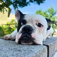 Cesur -orientiert an seiner Bezugsperson, Hund zur Adoption