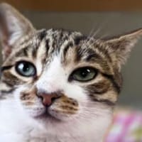 COLORADO-zuckersüßer Jung-Kater, Kater zur Adoption