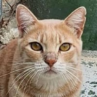 TOMMY-wunderschöner, verspielter Kater, Kater zur Adoption