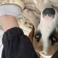 Zuhause gesucht für Idefix, Hund zur Adoption