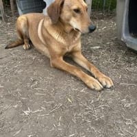 Zuhause/Pflegestelle gesucht für Debby, Hündin zur Adoption