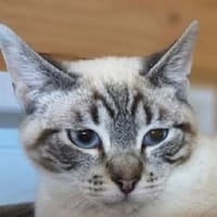 CAIMA-zuckersüßer Jung-Kater, Kater zur Adoption