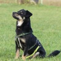 Anton kleiner Rüde sucht Sie, Hund zur Adoption