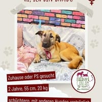 Bambu sucht ein Zuhause / Pflegestelle, Hündin zur Adoption
