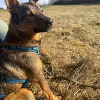 Zarte Schönheit mit Knickohr sucht 🧑, Hündin zur Adoption