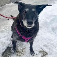 Paula, liebe Seniorin, Hündin zur Adoption