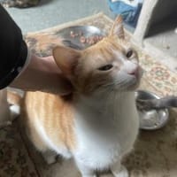 Rozina- kl. rot-weiße Herzensbrecherin, Katze zur Adoption