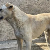 Quinn - kleiner Held mit großem Herzen, Hund zur Adoption