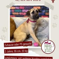 Bozo sucht ein Zuhause / Pflegestelle, Hündin zur Adoption