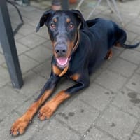 Enzo -liebt es zu kuscheln,ist verspielt, Hund zur Adoption