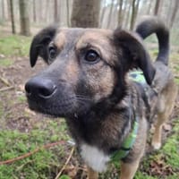 Pino - ist offen und interessiert, Hund zur Adoption