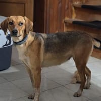 Teela, Hündin zur Adoption