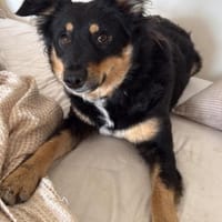 Laika, Hündin zur Adoption