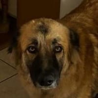 Skoppy neues Zuhause gesucht!, Hund zur Adoption