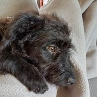 James° 61250 Usingen, Hund zur Adoption