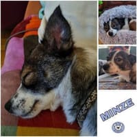 MINZE -Klein, zart & verschmust-, Hündin zur Adoption
