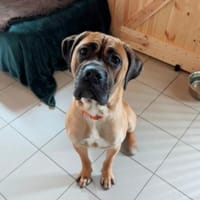 Kiss sucht Rasseliebhaber, Hündin zur Adoption