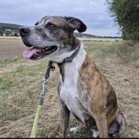 Nero - Ein toller Freund fürs Leben!, Hund zur Adoption