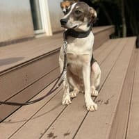 Cooper schüchterner liebevoller Jubgrüde, Hund zur Adoption