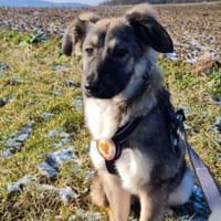 Eyra freut sich auf ihr neues Leben, Hündin zur Adoption