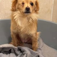 Valerie, Hündin zur Adoption