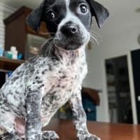 Lenteja wer zeigt ihr die Sonnenseiten?, Hündin zur Adoption