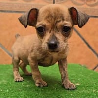 Laia kleiner Zwerg sucht sein Glück, Hündin zur Adoption