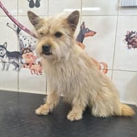 Leo  7 kg , sucht sein Für-immer-Zuhause, Hund zur Adoption