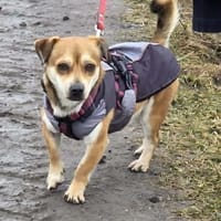 Kleiner verschmuster Elio..., Hund zur Adoption