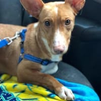 Luna sucht Menschen mit etwas Geduld, Hündin zur Adoption