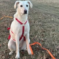 Ophra möchte endlich ankommen, Hündin zur Adoption