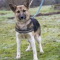 Zsalya  gut gelaunt und verspielt, Hündin zur Adoption