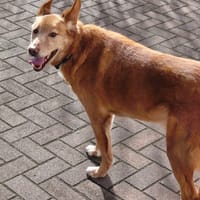 Menschenbezogener Lapa, Hund zur Adoption