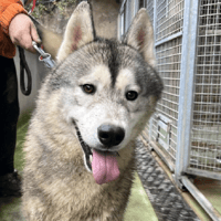 KAI, chien à adopter