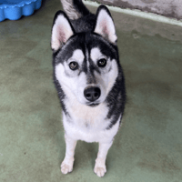 TUNDRA, chienne à adopter