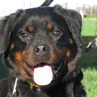 BONNIE, chienne à adopter